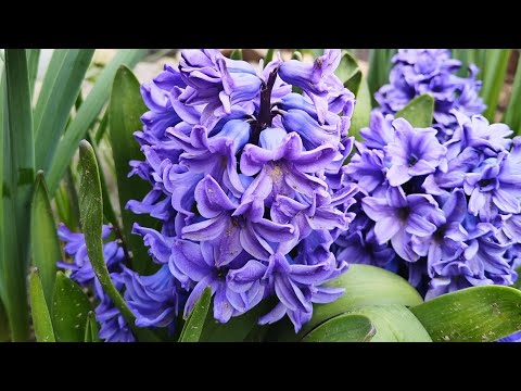 Видео: А за окошком, месяц май 🌷☃️🌷