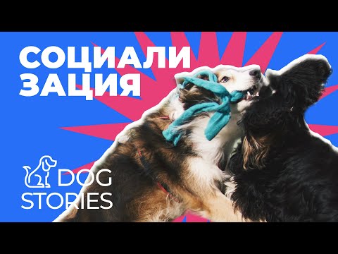 Видео: Как социализировать щенка без ошибок 🐕 Пошагово и безопасно