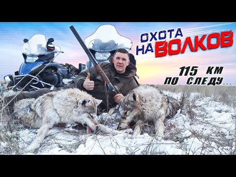 Видео: охота на волков!преследовали волков 115км