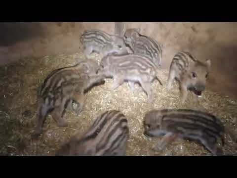 Видео: Фантик набирает силы!!!!!