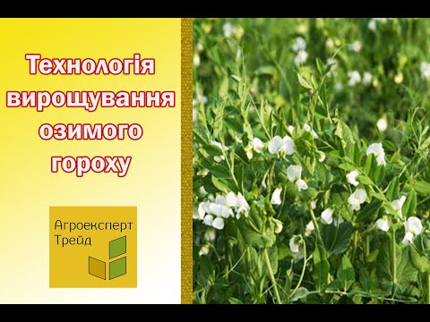 Видео: 🌿 Технологія вирощування озимого гороху 🌿