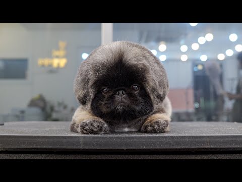 Видео: Что это за милое существо?