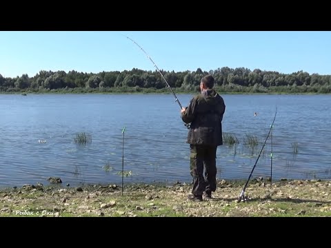 Видео: Эта СНАТЬ Ловит Большого Леща! Эти КАБАНЫ любят САЛО! Рыбалка на Короткие Поводки на Оке!