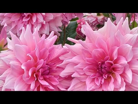 Видео: Георгины в Норд Парке Билефельда, Германия.