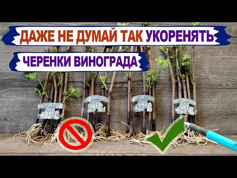 Видео: 🍇 При какой температуре  НЕЛЬЗЯ укоренять ЧЕРЕНКИ ВИНОГРАДА. Почему МНОГО КАЛЛУСА это ПЛОХО?