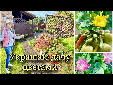Видео: Небольшая работа на даче / Не удержалась и купила / Сбор помидоров