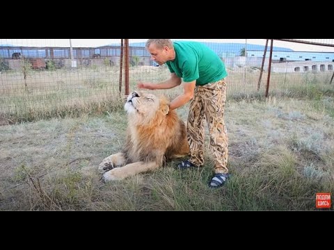 Видео: Олег Зубков приехал из Португалии и СРАЗУ ко ЛЬВАМ! Oleg Zubkov has returned from Portugal!