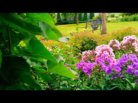 Видео: САД НА ПИКЕ ЛЕТА 🌈ЯРКАЯ РЕЛАКС ПРОГУЛКА по САДУ В ИЮЛЕ #garden #сад #цветы #дом