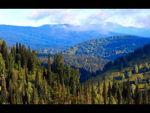 Видео: ГОЛУБАЯ ТАЙГА