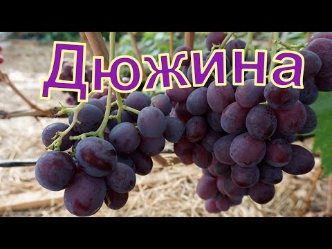 Видео: Виноград Беларуси. Лидчина .г.ф. винограда -Дюжина.