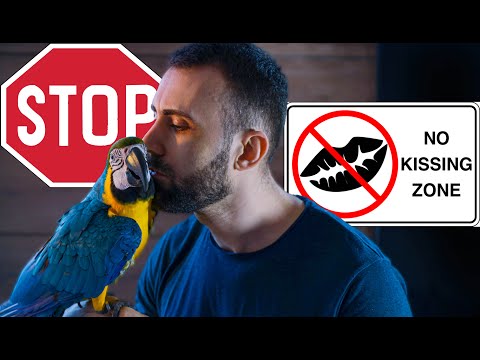 Видео: !ЗАБРАНЕНО! Защо не трябва да целувате папагала си? Какви бактерии се предават от хора на папагали?
