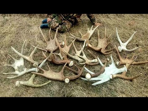 Видео: ПОИСК ЛОСИНЫХ РОГОВ . СКОЛЬКО ЖЕ ИХ ТУТ ЛЕЖИТ 🤔