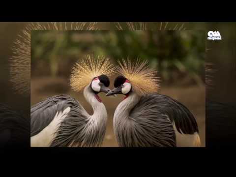 Видео: Кызыктар дүйнөсү (Кооз куштар) 27.01.17 #ОшПирим