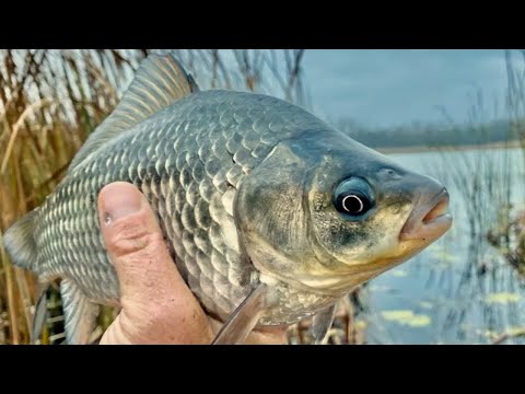 Видео: ОГРОМНЫЕ КАРАСИ НА КОРМУШКИ НА ОЗЕРЕ! ЛОВЛЯ КРУПНОГО КАРАСЯ НА КАШУ. ЖОР КАРАСЯ В СЕНТЯБРЕ. РЫБАЛКА