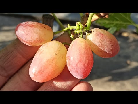 Видео: 8 сентября 2025 г.Тел,WhatsApp и Telegram. : 8-918-43-794-43