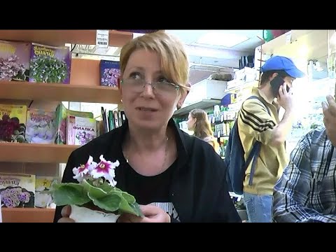 Видео: ДФ.Валентина Зуб.Сенполии селекции Р-