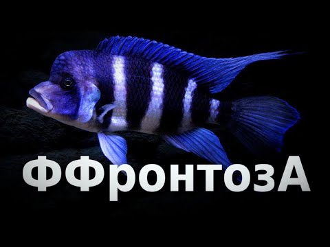 Видео: Фронтоза африканская королева Танганьики
