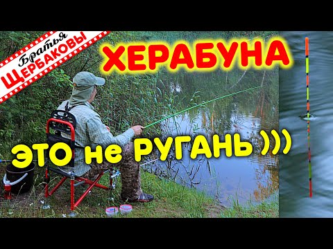 Видео: ХЕРАБУНА (Herabuna) - это не РУГАТЕЛЬСТВО! ) ЧТО за снасть, ЗАЧЕМ и ПОЧЕМУ?