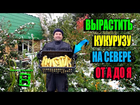 Видео: КАК 100% ВЫРАЩИВАТЬ КУКУРУЗУ В СЕВЕРНОМ РЕГИОНЕ? ПОЛНЫЙ ЦИКЛ! ЭКОСАД (ОГОРОД) И ТЕПЛИЦА 22-39