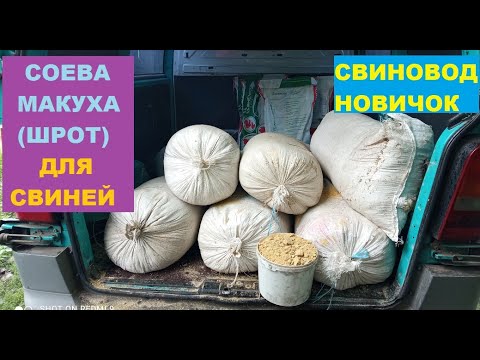 Видео: Соевая макуха (жмых) для свиней. Сколько даю? Когда даю? ЦЕНА! Откорм свиней. Свиноводство.