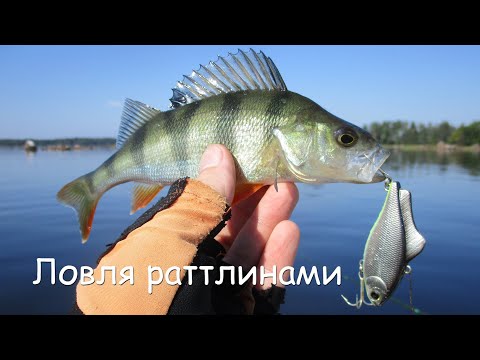 Видео: Летняя рыбалка. Ловля щуки и окуней на раттлины
