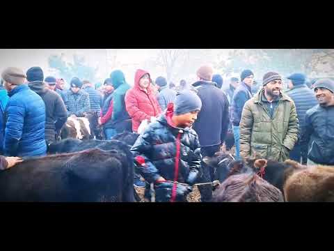 Видео: Молбозори дуюм минтақа 14 11 25г