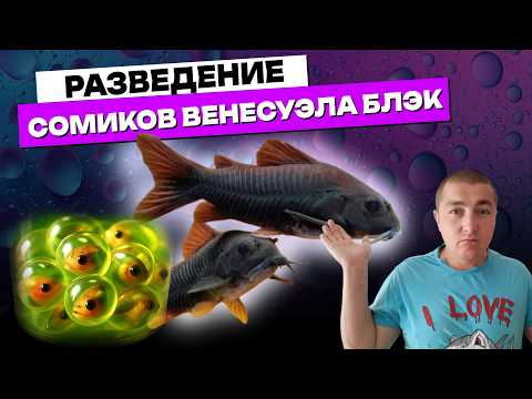 Видео: Снова икра! Разведение сомиков Коридорас Venezuela Black — личинка, мальки и рост!