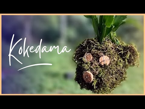 Видео: КРАСИВАЯ МОХОВАЯ КОКЕДАМА Идея с майским цветком, в который вы не поверите