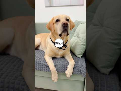 Видео: Забыли заказать корм на WB 🤕 #лабрадор #собака #суперсобака #собаки #лабрадорретривер #прикол