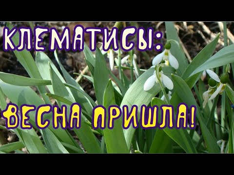 Видео: Клематисы: весна пришла!