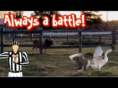 Видео: Всегда играю роль судьи! 🚩