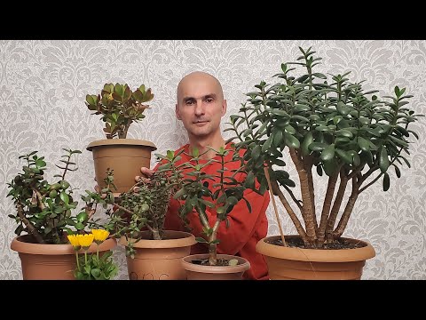 Видео: Влияние ПРАВИЛЬНОГО освещения на рост Крассул | Толстянка | Денежное Дерево