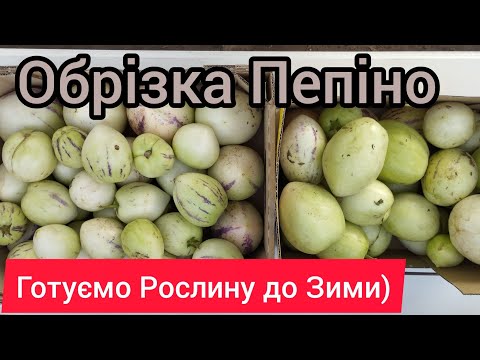 Видео: Пепіно готуємо до Зимовки, що потрібно знати)))