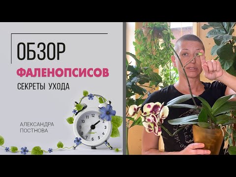 Видео: Обзор фаленопсисов | Секреты ухода за орхидеей в домашних условиях | Моя коллекция орхидей