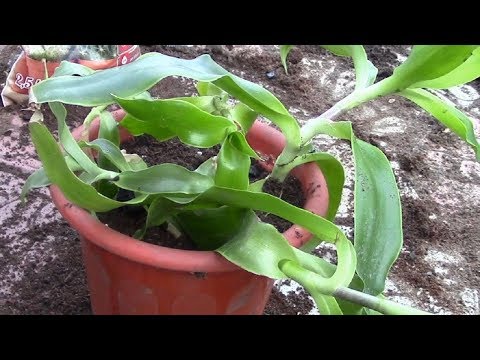 Видео: Комнатные растения.  Большая пересадка растений в апреле!  Продолжение.