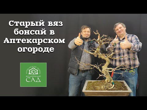 Видео: Старый вяз бонсай в Аптекарском огороде (часть 1) @Studio.Bonsai