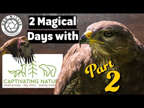 Видео: Барсуки, канюки, зайцы и сипухи — 2 дня на лоне захватывающей природы — Часть 2