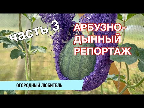 Видео: ПРО АРБУЗНИК / КАК РАСТУТ МОИ ДЫНЬКИ И АРБУЗИКИ / ЧАСТЬ 3