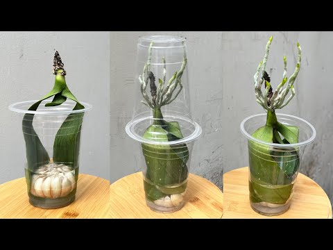 Видео: Выращивание листьев орхидеи в воде с чесноком и странным образом закрепило много корней