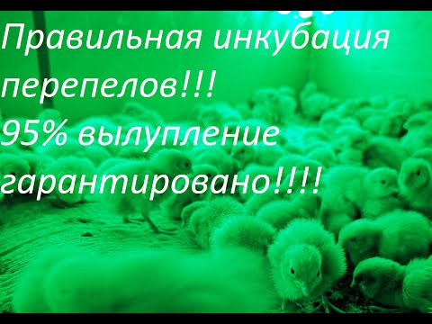 Видео: Правильная инкубация перепелов, 95% вылупление гарантировано!!!! Из 180 оплод яиц, 172 цыпленка!