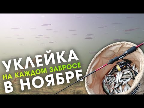 Видео: Осенняя плотва и уклейка / ловля на отводной поводок, спиннинг ультралайт