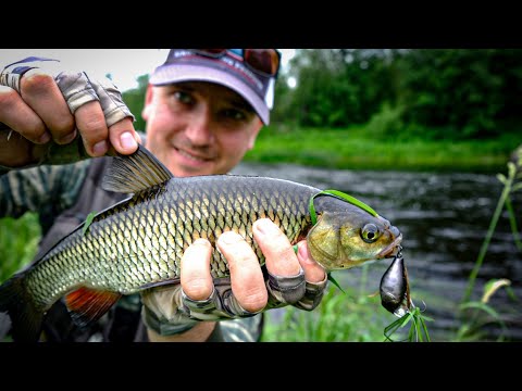 Видео: Злой, жадный голавль июня, день Zipbaits B-Switcher SSR