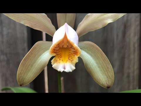 Видео: Cattleya forbesii от фласки  до цветения.     Орхидеи из фласки , уход.