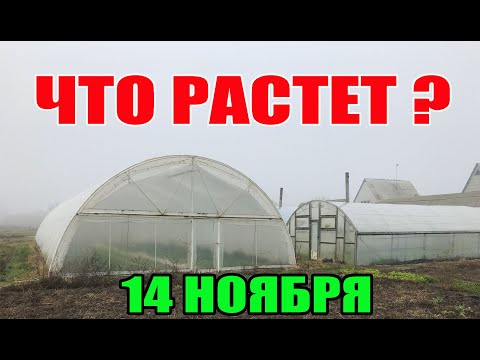 Видео: Последняя зелень БЕЗ ОТОПЛЕНИЯ !