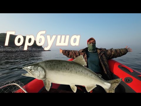 Видео: Ловля троллингом горбуши в Приморском крае.