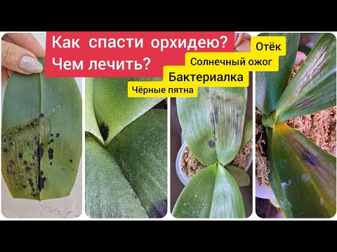 Видео: Солнечный ожог у орхидеи, отёк на листьях Бактериальное поражение Бактериалка, чёрные и мокрые пятна