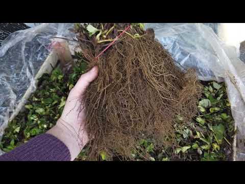 Видео: Рассада Клубники Фриго Из Голландии.