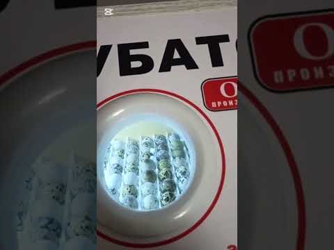 Видео: Инкубатор бизнес ғоя 