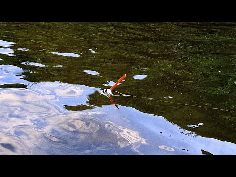Видео: БЕЛИ МРЕНИ в БЪРЗИ ВОДИ. РИБОЛОВ на ПЛУВКА