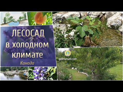 Видео: Лесосад в холодном климате (Канада)